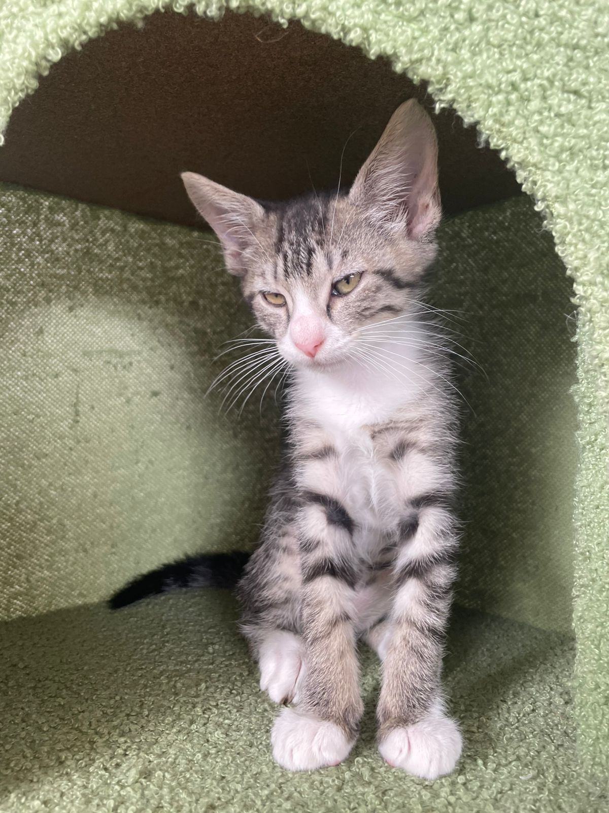 BUG